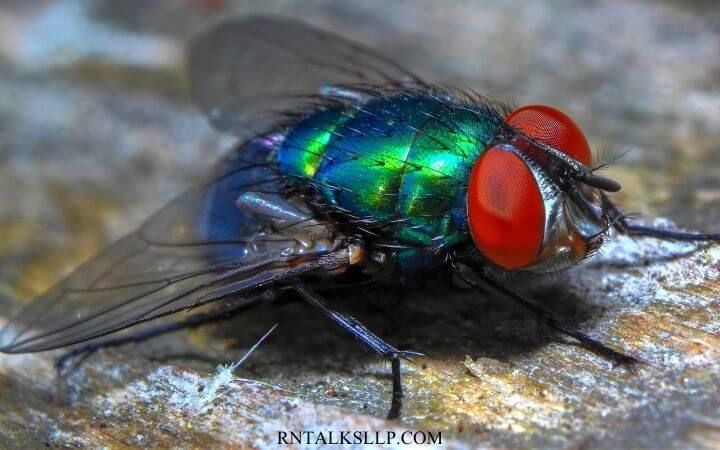Fascinating Facts About Insects _ Test Your Knowledge on Insects Quiz