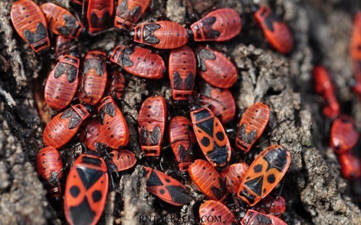 Fascinating Facts About Insects _ Test Your Knowledge on Insects Quiz