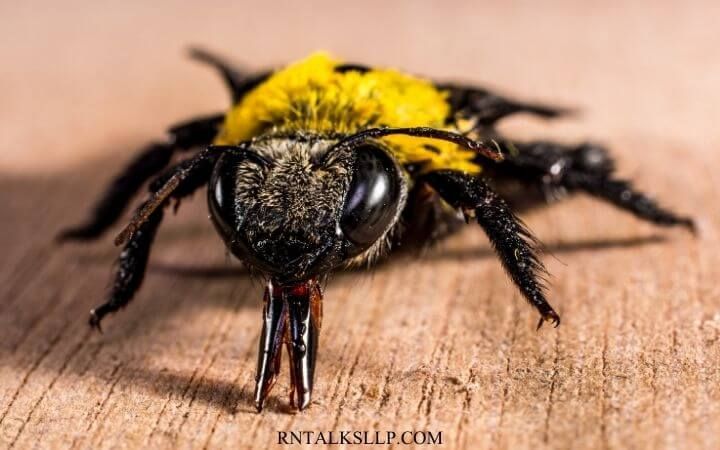 Fascinating Facts About Insects _ Test Your Knowledge on Insects Quiz