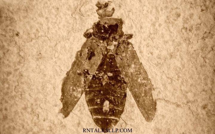 Fascinating Facts About Insects _ Test Your Knowledge on Insects Quiz