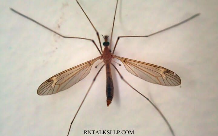 Fascinating Facts About Insects _ Test Your Knowledge on Insects Quiz