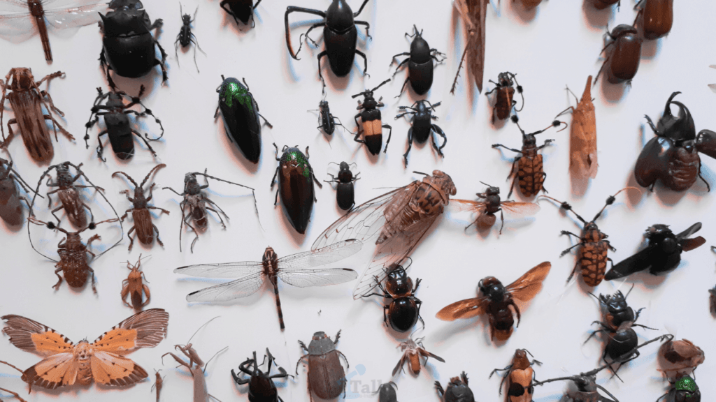 Insects Quiz Questions and Answers on Insects