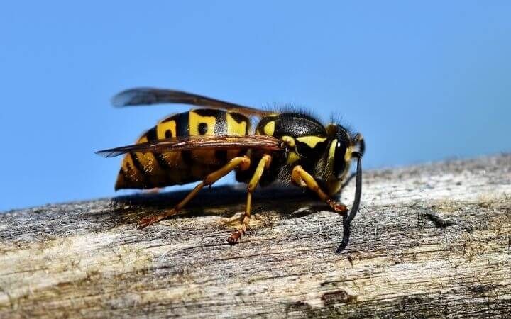Insects Quiz Questions and Answers on Insects
