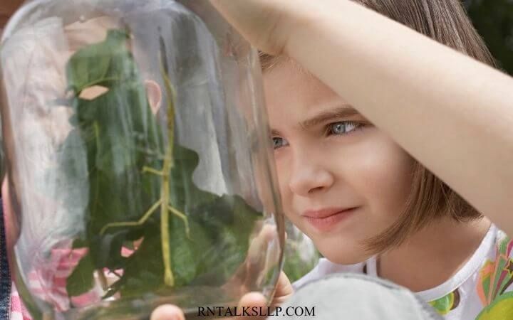 Insects Quiz Questions and Answers on Insects