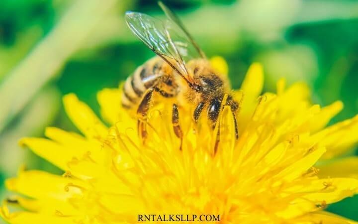Insects Quiz Questions and Answers on Insects