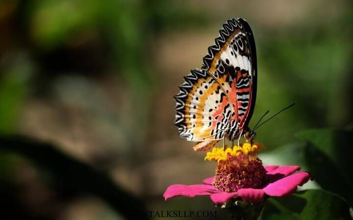 Insects Quiz Questions and Answers on Insects