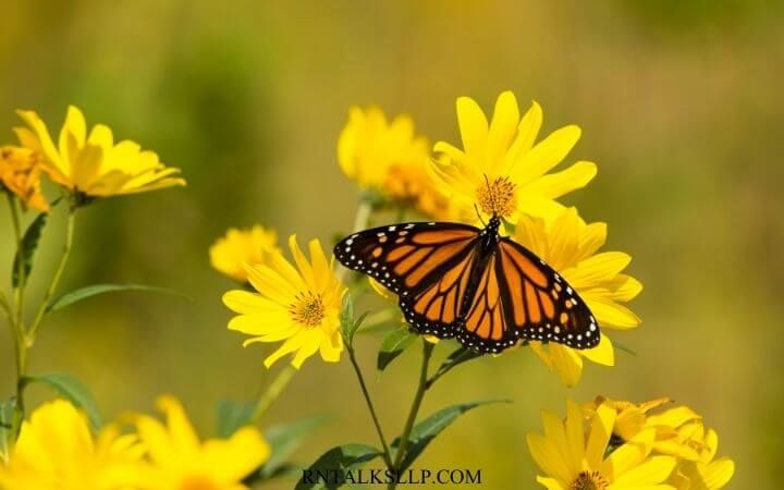 Insects Quiz Questions and Answers on Insects