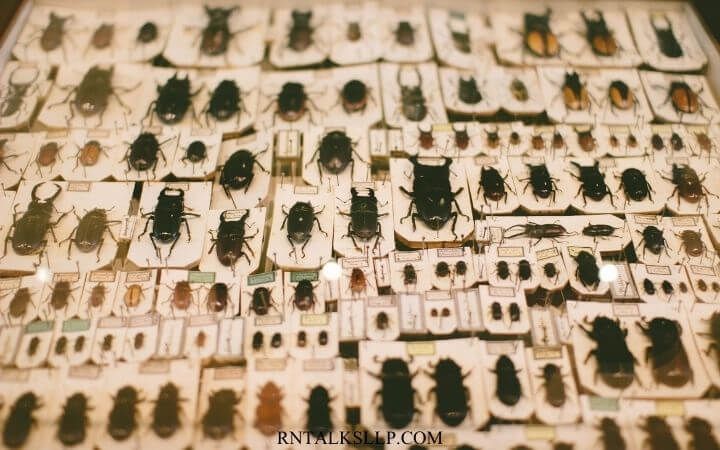 Insects Quiz Questions and Answers on Insects