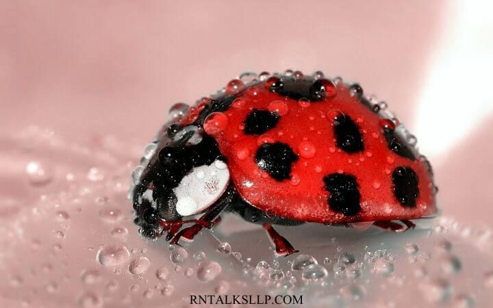Insects Quiz Questions and Answers on Insects