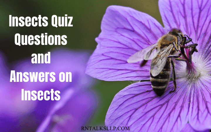 Insects Quiz Questions and Answers on Insects