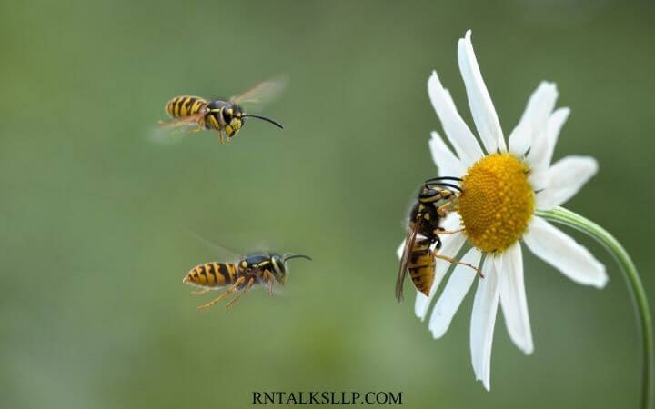 Insects Quiz Questions and Answers on Insects