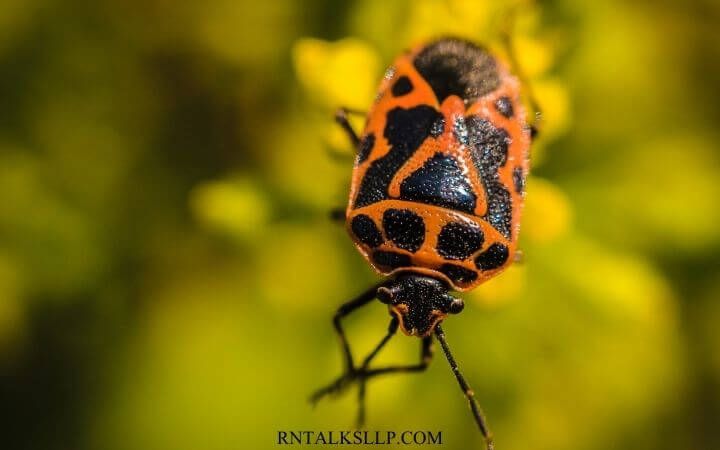 Insects Quiz Questions and Answers on Insects