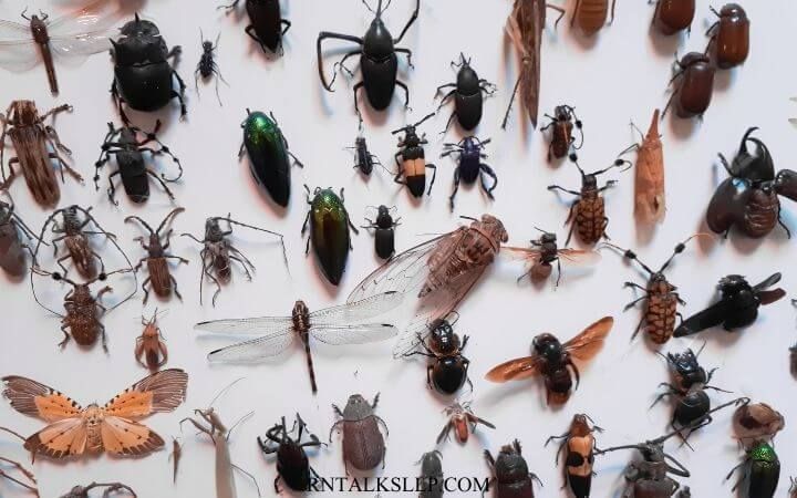 Insects Quiz Questions and Answers on Insects