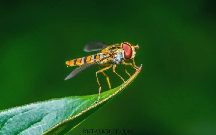 Insects Quiz Questions and Answers on Insects