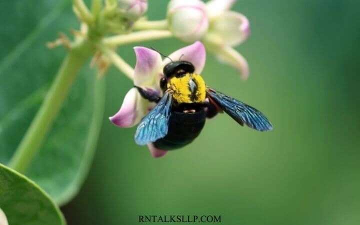 Insects Quiz Questions and Answers on Insects