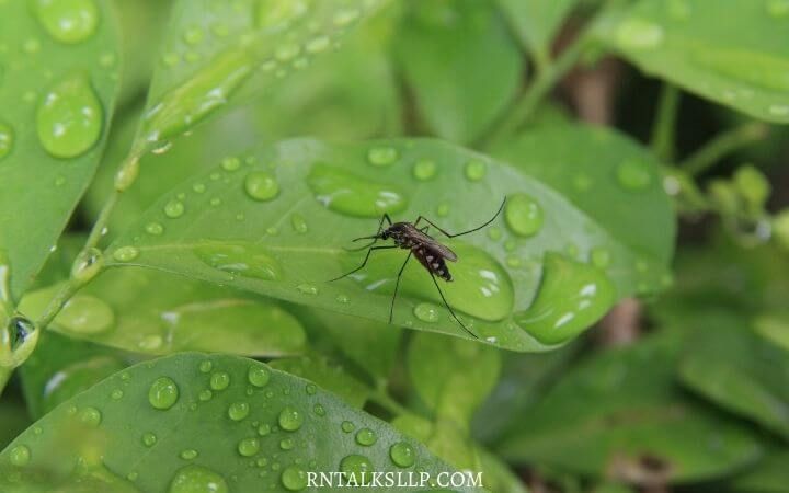 Malaria Quiz Test Your Malaria Prevention Knowledge