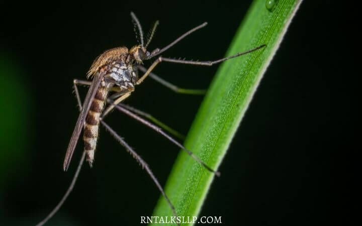 Malaria Quiz Test Your Malaria Prevention Knowledge