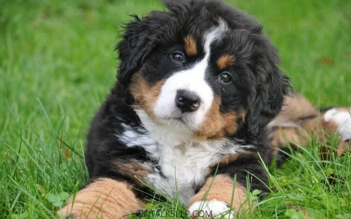 Dogs Quiz Multiple Choice | Canines Quiz With Answers