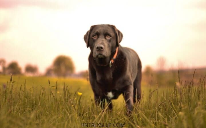 Dogs Quiz Multiple Choice | Canines Quiz With Answers