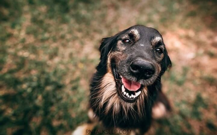 Dogs Quiz Multiple Choice | Canines Quiz With Answers