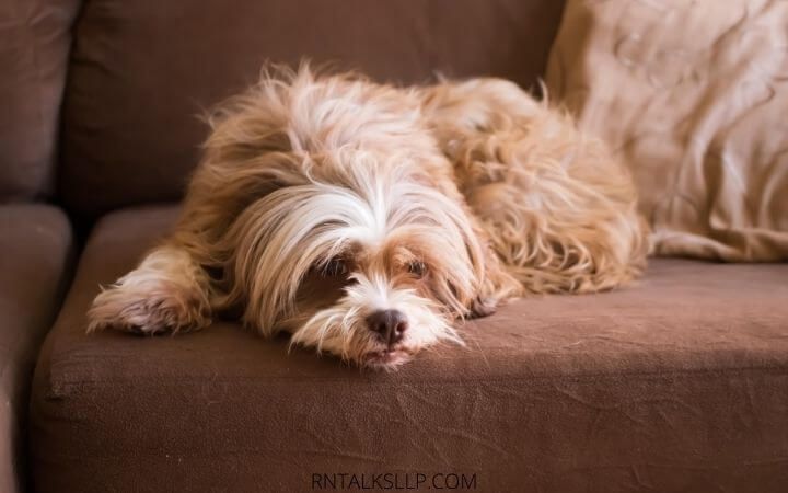 Dogs Quiz Multiple Choice | Canines Quiz With Answers
