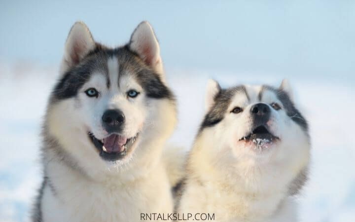Dogs Quiz Multiple Choice | Canines Quiz With Answers