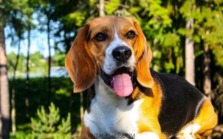 Dogs Quiz Multiple Choice | Canines Quiz With Answers