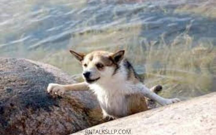 Dogs Quiz Multiple Choice | Canines Quiz With Answers