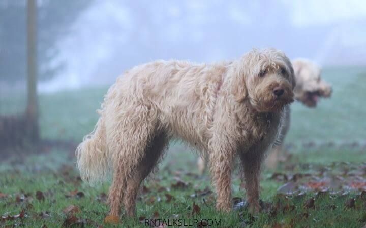 Dogs Quiz Multiple Choice | Canines Quiz With Answers