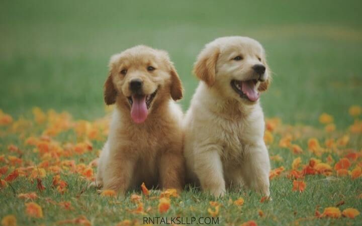 Dogs Quiz Multiple Choice | Canines Quiz With Answers