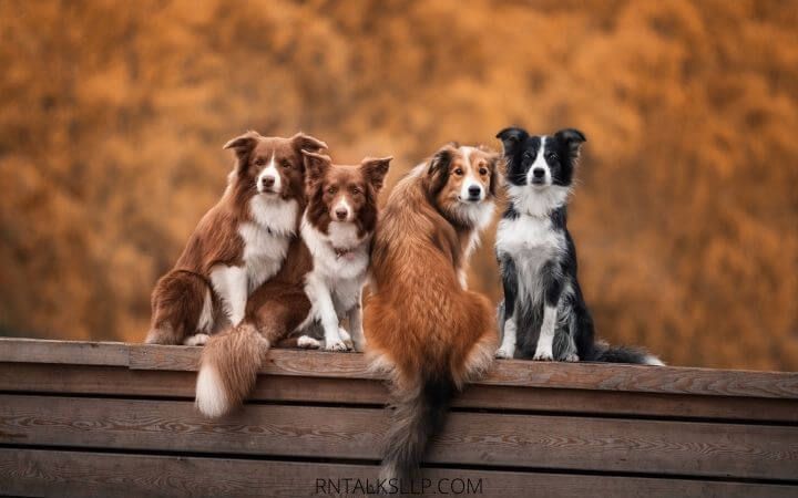 Dogs Quiz Multiple Choice | Canines Quiz With Answers