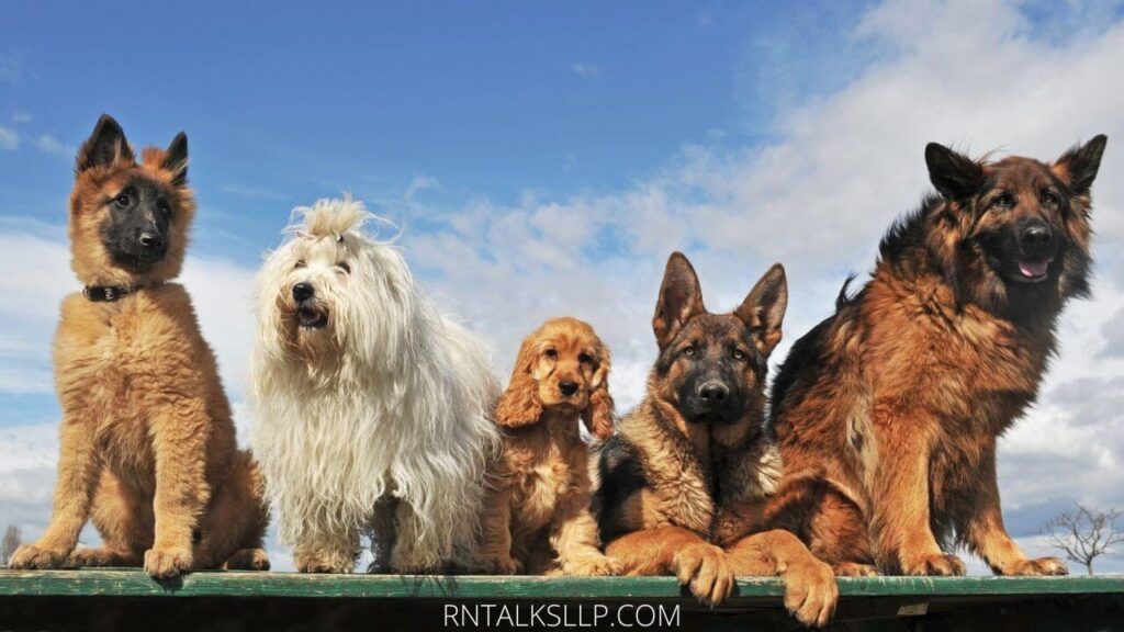 Dogs Quiz Multiple Choice | Canines Quiz With Answers