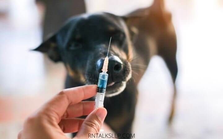 Dogs Quiz Multiple Choice | Canines Quiz With Answers