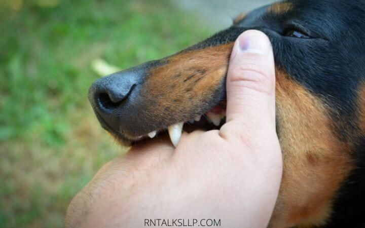 Dogs Quiz Multiple Choice | Canines Quiz With Answers