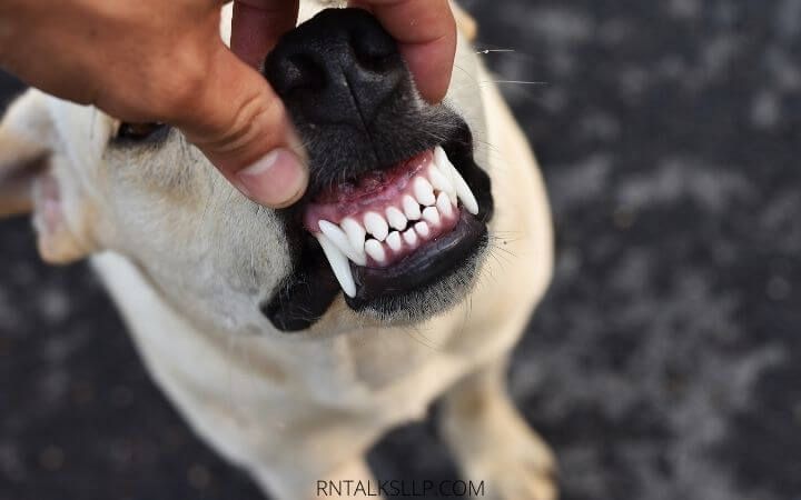 Dogs Quiz Multiple Choice | Canines Quiz With Answers