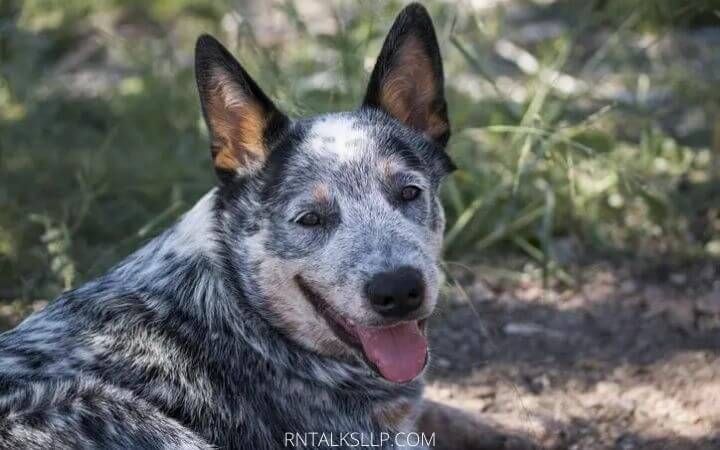 Dogs Quiz Multiple Choice | Canines Quiz With Answers