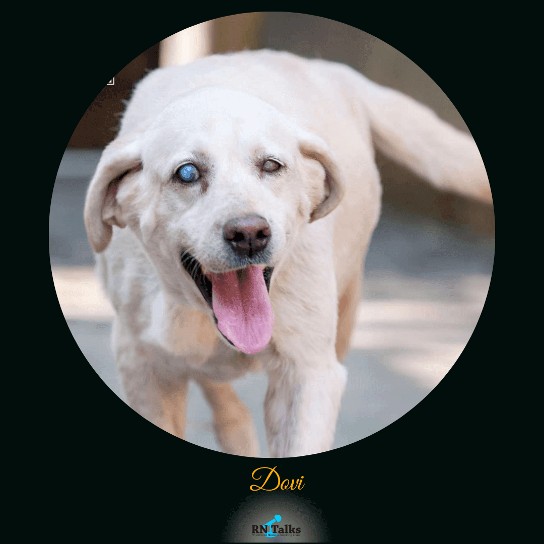 Meet My 5 Pawsome Adult Adopted Shelter Dogs