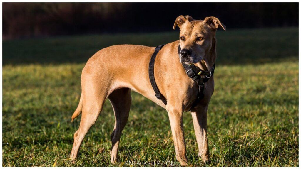 Shelter Myths Debunked: Myths About Animal Shelter Pets Debunked