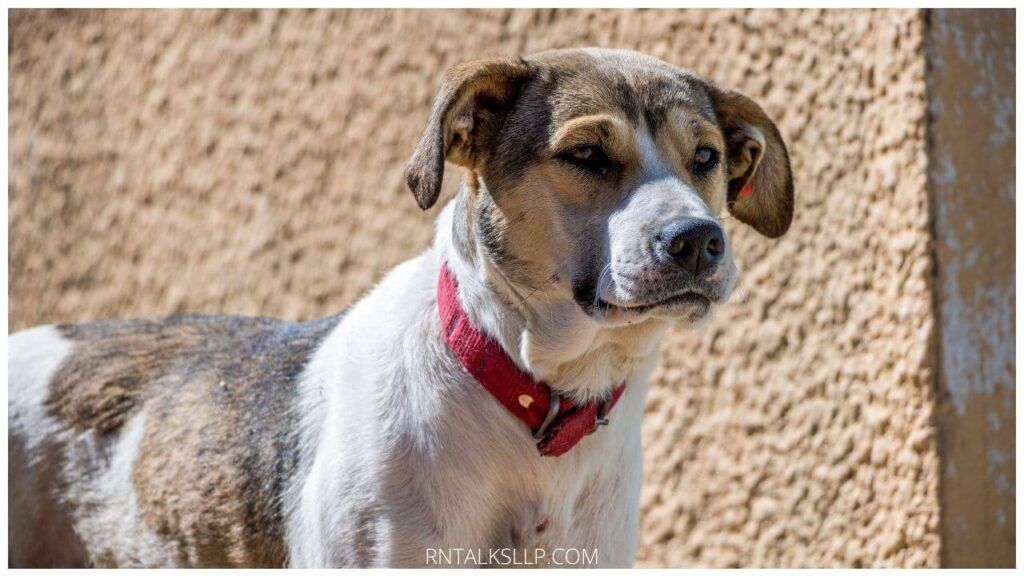 Shelter Myths Debunked: Myths About Animal Shelter Pets Debunked