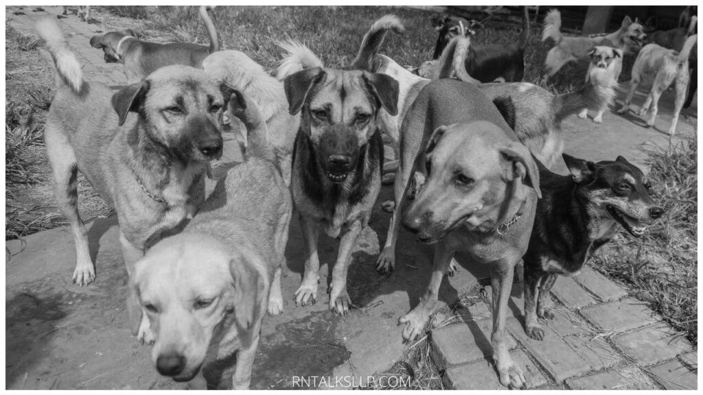 Shelter Myths Debunked: Myths About Animal Shelter Pets Debunked