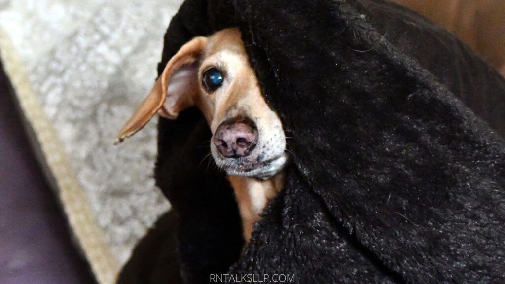 Dog Loss: How It Feels To Lose Your Best Friend