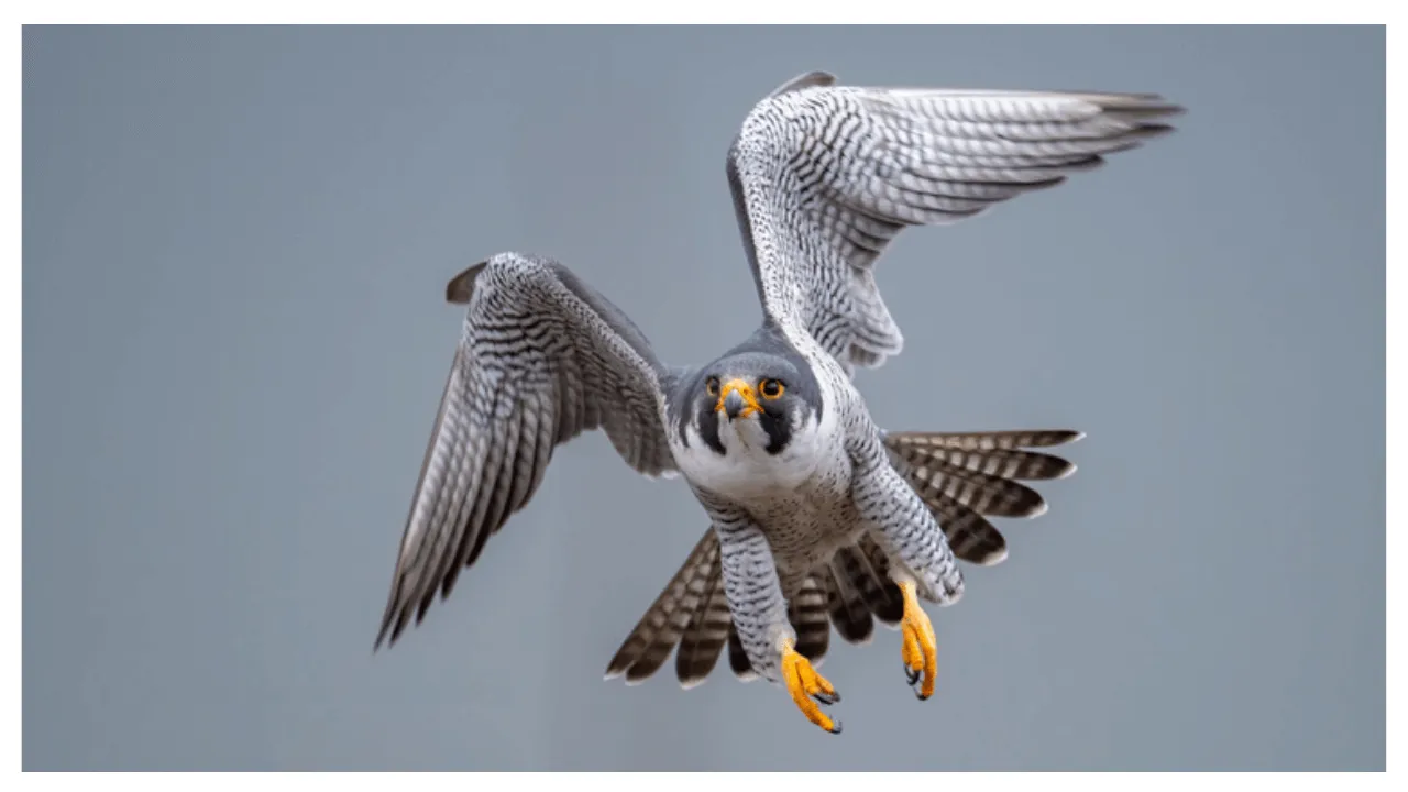 Bird Photo Quiz