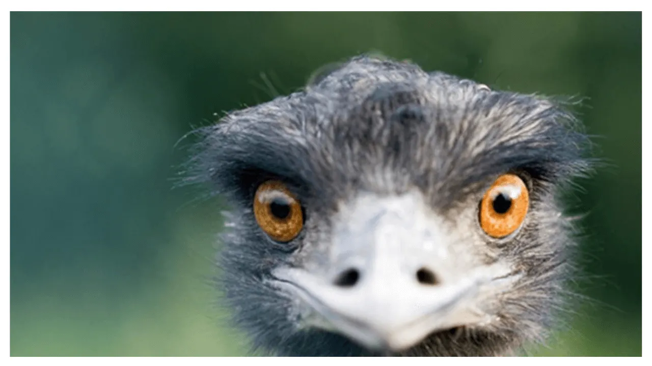 Bird Photo Quiz