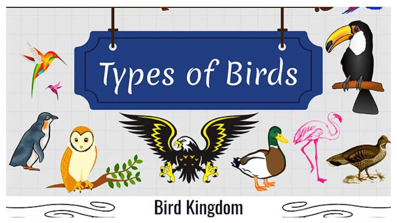 Bird Photo Quiz