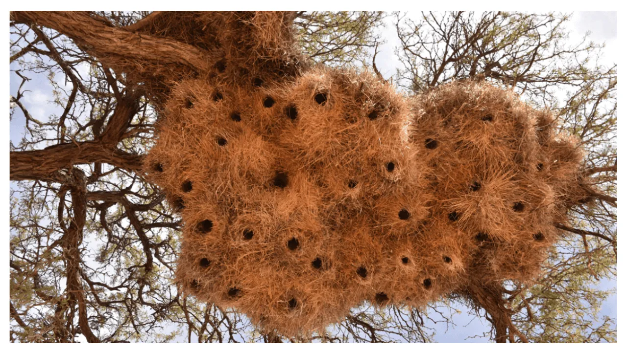 Bird Photo Quiz
