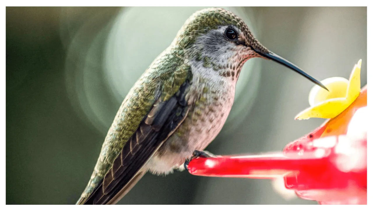 Bird Photo Quiz