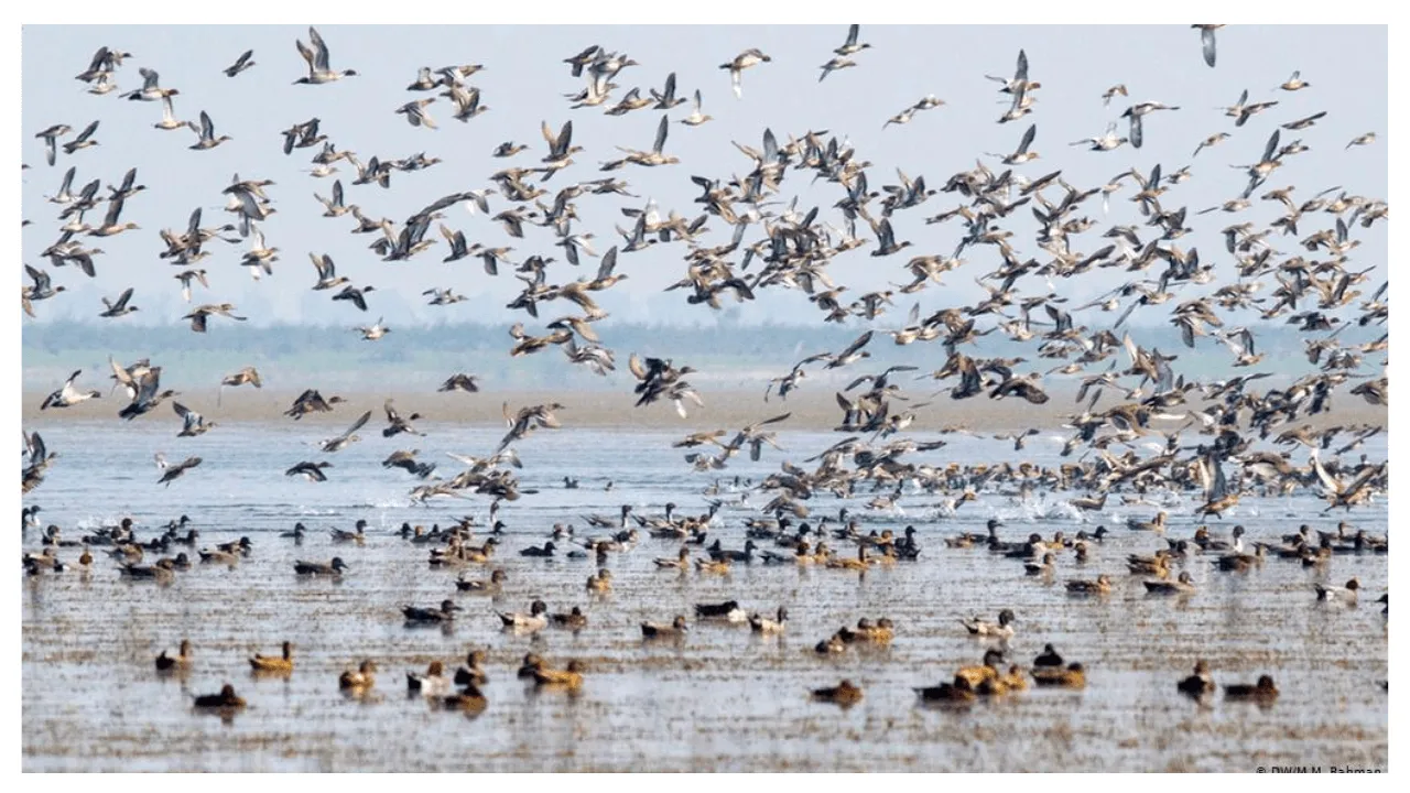 Bird Photo Quiz