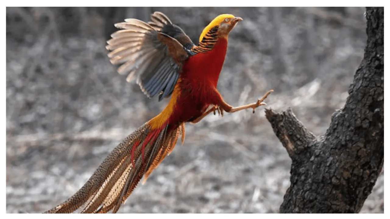 Bird Photo Quiz