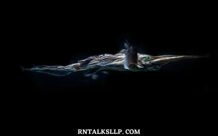 The Ultimate Sea Creature Quiz With RNTalks