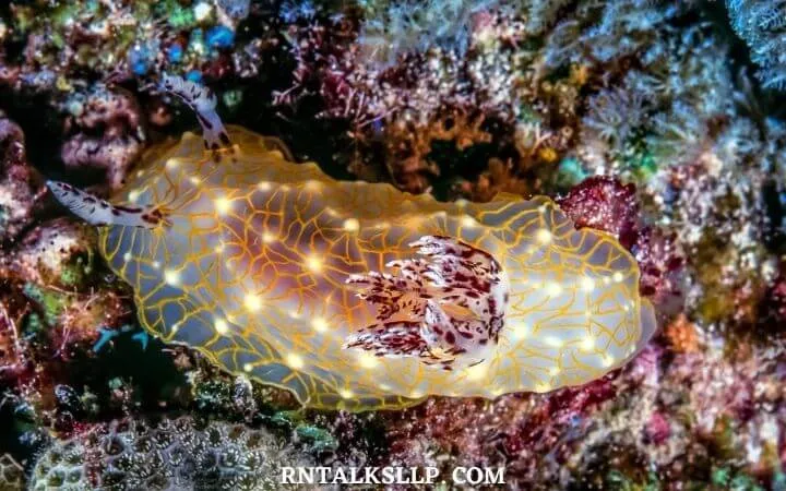 The Ultimate Sea Creature Quiz With RNTalks